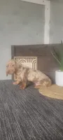Thomas, a female Miniature Dachshund for sale in Montgomery, IN – 1 of 5