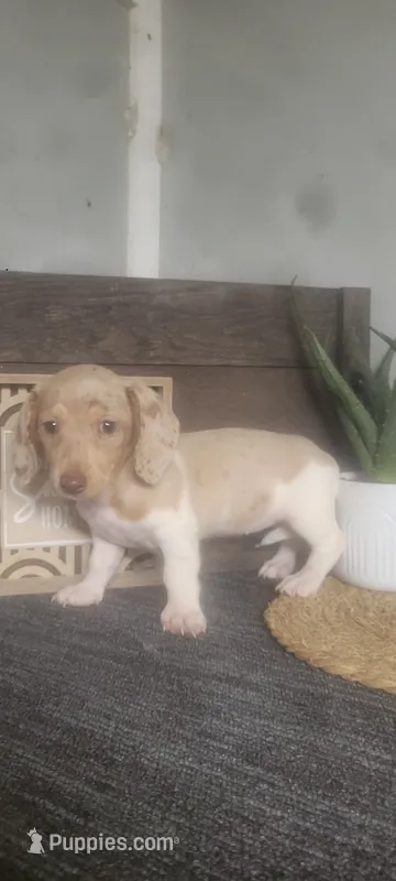 Trina – Miniature Dachshund puppy for sale in Montgomery, IN