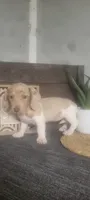 Trina, a female Miniature Dachshund for sale in Montgomery, IN – 1 of 5