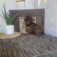Evan, a male Yorkipoo for sale in Montgomery, IN – 5 of 6