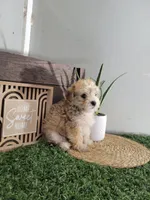 Evan, a male Morkie for sale in Montgomery, IN – 3 of 4