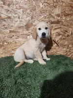 Roger, a male Golden Retriever for sale in Montgomery, IN – 9 of 10