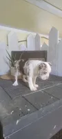 Ava, a female Boston Terrier for sale in Montgomery, IN – 2 of 6
