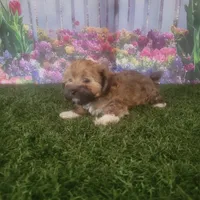 Lacy, a female Havanese for sale in Montgomery, IN – 5 of 5