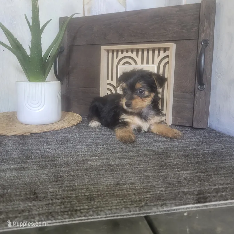 Izzy – Yorkshire Terrier puppy for sale in Montgomery, IN