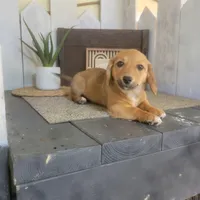 Mike , a male Pembroke Welsh Corgi and Dachshund for sale in Montgomery, IN – Photo 2 of 5