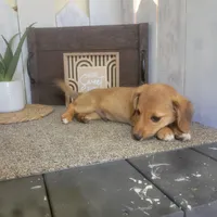 Mike , a male Pembroke Welsh Corgi and Dachshund for sale in Montgomery, IN – Photo 3 of 5