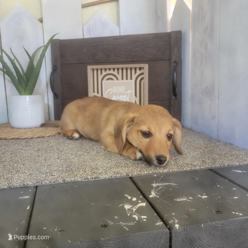 Mike  – Pembroke Welsh Corgi, Dachshund puppy for sale in Montgomery, IN