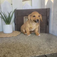 Mike , a male Pembroke Welsh Corgi and Dachshund for sale in Montgomery, IN – Photo 5 of 5