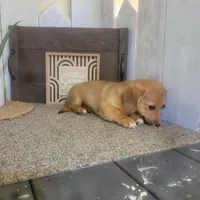 Mike , a male Pembroke Welsh Corgi and Dachshund for sale in Montgomery, IN – Photo 4 of 5