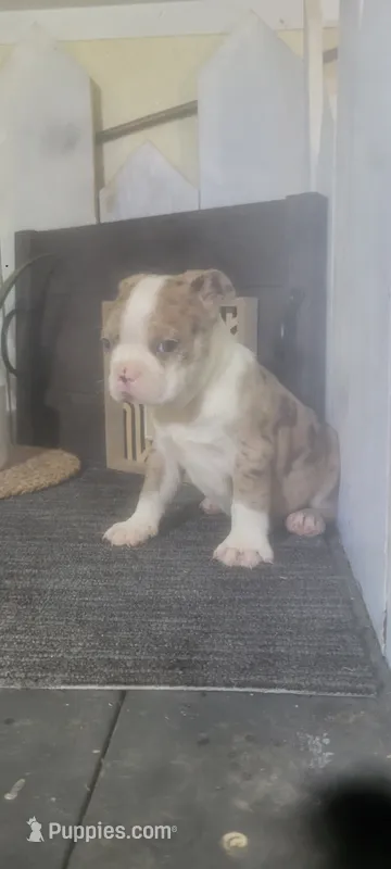 Troy – Boston Terrier puppy for sale in Montgomery, IN