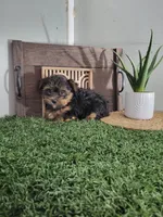 Pedro, a male Yorkshire Terrier for sale in Montgomery, IN – 2 of 2
