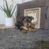 Maggie, a female Yorkshire Terrier for sale in Montgomery, IN – 4 of 5