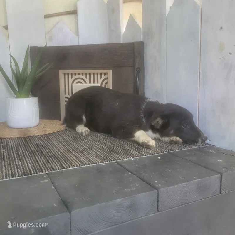 Sheila – Jack Russell Terrier, Rat Terrier puppy for sale in Montgomery, IN