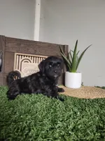 Jase, a male Morkie for sale in Montgomery, IN – 2 of 6