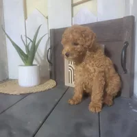 Rosina, a male Poodle - Miniature  for sale in Montgomery, IN – Photo 4 of 5