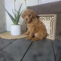 Rosina, a male Poodle - Miniature  for sale in Montgomery, IN – Photo 3 of 5