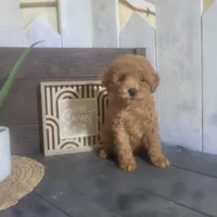 Rosina, a male Poodle - Miniature  for sale in Montgomery, IN – Photo 2 of 5