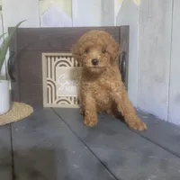 Rosina, a male Poodle - Miniature  for sale in Montgomery, IN – Photo 5 of 5