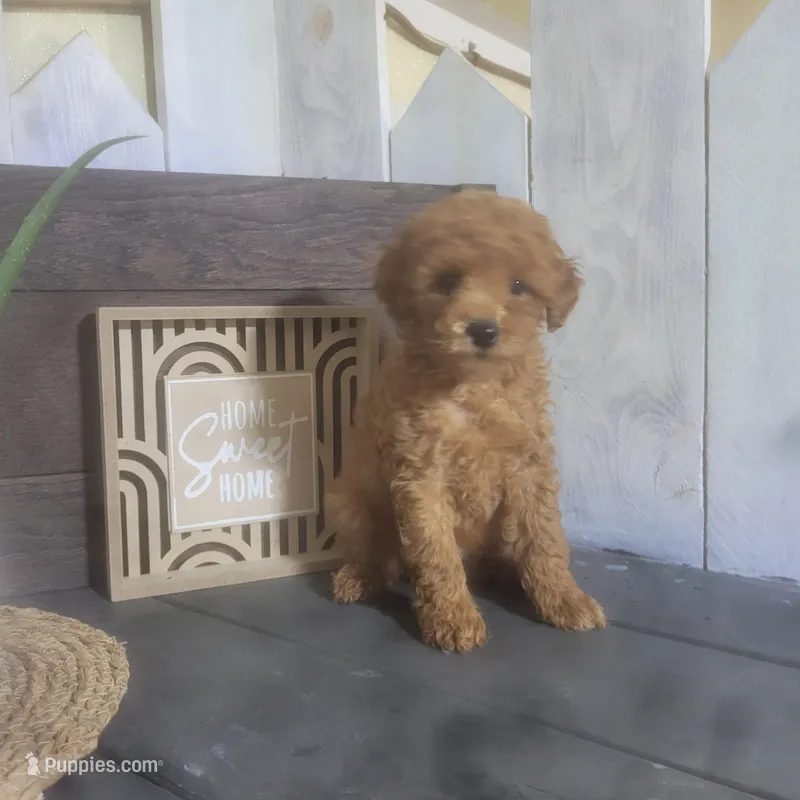 Rosina – Poodle - Miniature  puppy for sale in Montgomery, IN