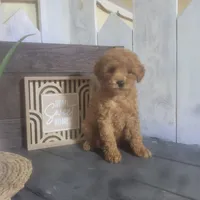 Rosina, a male Poodle - Miniature  for sale in Montgomery, IN – Photo 1 of 5