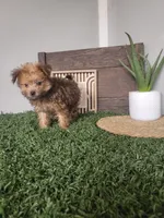 Freddy, a male Pomapoo for sale in Montgomery, IN – 6 of 7