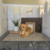 Levi, a male Pembroke Welsh Corgi and Dachshund for sale in Montgomery, IN – Photo 4 of 4