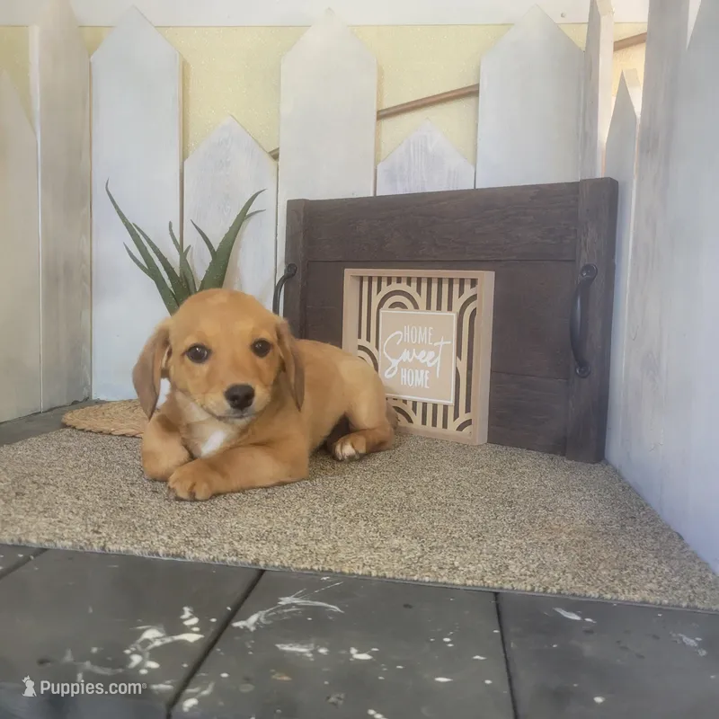 Levi – Pembroke Welsh Corgi, Dachshund puppy for sale in Montgomery, IN
