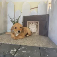 Levi, a male Pembroke Welsh Corgi and Dachshund for sale in Montgomery, IN – Photo 1 of 4