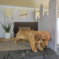 Levi, a male Pembroke Welsh Corgi and Dachshund for sale in Montgomery, IN – Photo 2 of 4