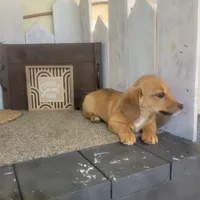 Levi, a male Pembroke Welsh Corgi and Dachshund for sale in Montgomery, IN – Photo 3 of 4