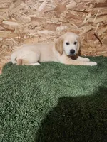 Roger, a male Golden Retriever for sale in Montgomery, IN – 10 of 10