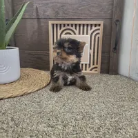 Rusty, a male Yorkshire Terrier for sale in Montgomery, IN – Photo 5 of 5