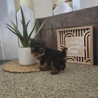 Rusty, a male Yorkshire Terrier for sale in Montgomery, IN – Photo 2 of 5