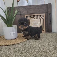 Rusty, a male Yorkshire Terrier for sale in Montgomery, IN – Photo 1 of 5