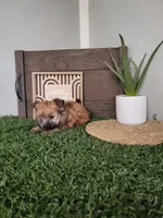 Sarah, a female Morkie for sale in Montgomery, IN – 3 of 5