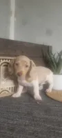 Trina, a female Miniature Dachshund for sale in Montgomery, IN – 3 of 5