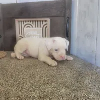 Snowflake, a female Boston Terrier and Beagle for sale in Montgomery, IN – Photo 2 of 5
