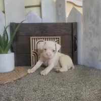 Snowflake, a female Boston Terrier and Beagle for sale in Montgomery, IN – Photo 3 of 5