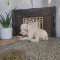 Snowflake, a female Boston Terrier and Beagle for sale in Montgomery, IN – Photo 5 of 5