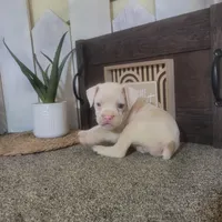 Snowflake, a female Boston Terrier and Beagle for sale in Montgomery, IN – Photo 4 of 5