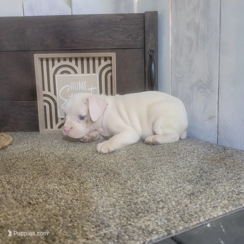 Snowflake – Boston Terrier, Beagle puppy for sale in Montgomery, IN