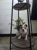 Dillion , a male Boston Terrier for sale in Montgomery, IN – 4 of 8