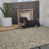 Kayla, a male Yorkshire Terrier for sale in Montgomery, IN – Photo 1 of 5