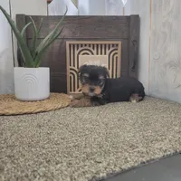 Kayla, a male Yorkshire Terrier for sale in Montgomery, IN – Photo 2 of 5