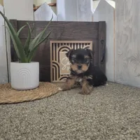 Kayla, a male Yorkshire Terrier for sale in Montgomery, IN – Photo 4 of 5