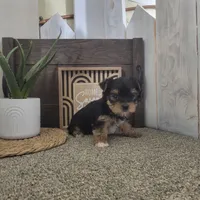 Kayla, a male Yorkshire Terrier for sale in Montgomery, IN – Photo 5 of 5