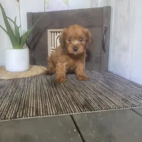 Elmer , a male Yorkipoo for sale in Montgomery, IN – 4 of 5