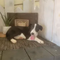 Sarah, a female Jack Russell Terrier and Rat Terrier for sale in Montgomery, IN – 5 of 5