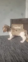 Trixie, a female Miniature Dachshund for sale in Montgomery, IN – 4 of 5